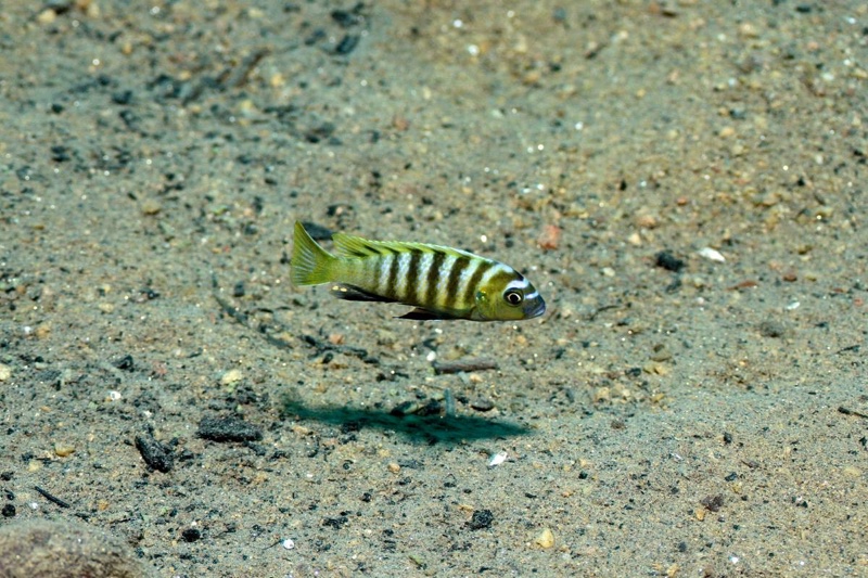 Cynotilapia sp. 'lion ntekete' Border
